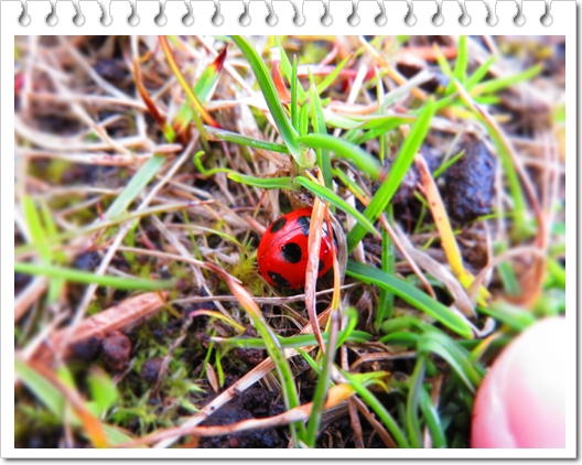 画像 089.ca13.jpg