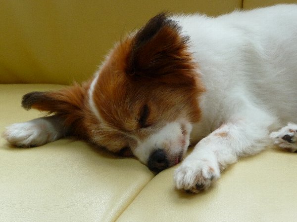 画像 090.pana13.jpg