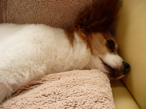 画像 092.pana19.jpg