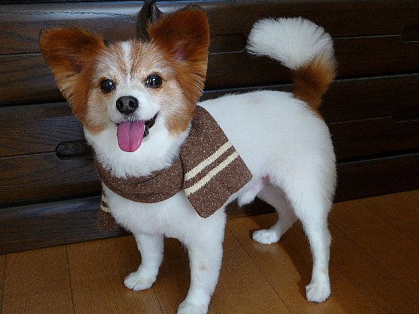 画像 093.pana24.jpg