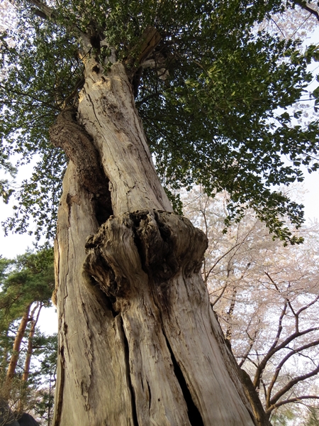 画像 095.sakutabi.jpg