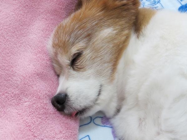 画像 096.ca11.jpg