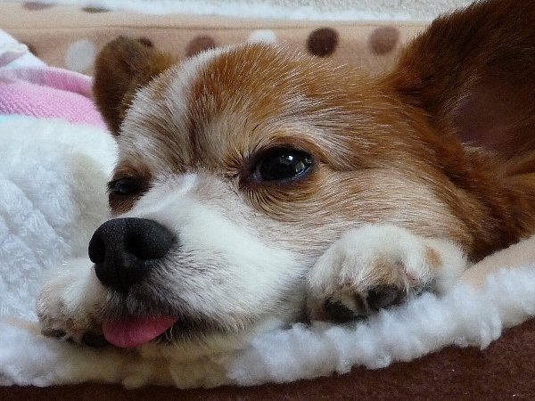 画像 096.pana27.jpg