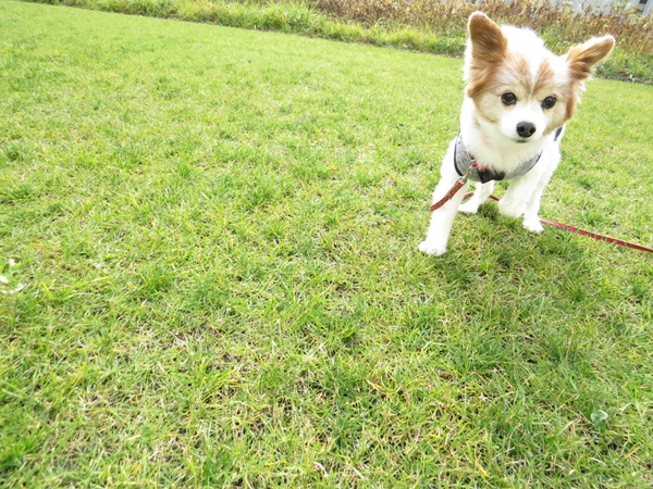 画像 097.ca6.jpg