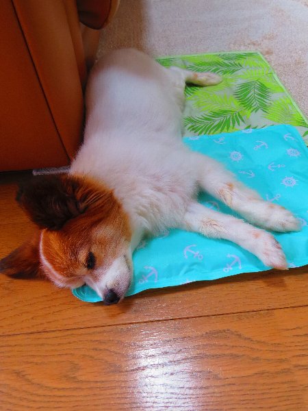 画像 098.JPG.ca2.jpg