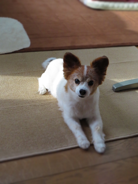 画像 098.ca11.jpg