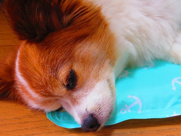 画像 099.JPG.ca2.jpg