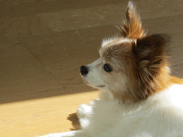画像 099.ca10.jpg