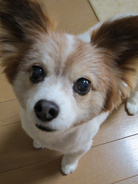 画像 100.ca5.jpg