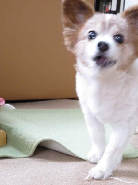 画像 104.ca11.jpg