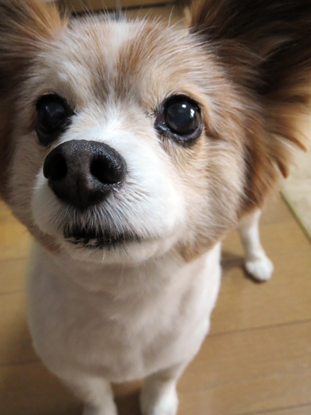 画像 104.ca5.jpg