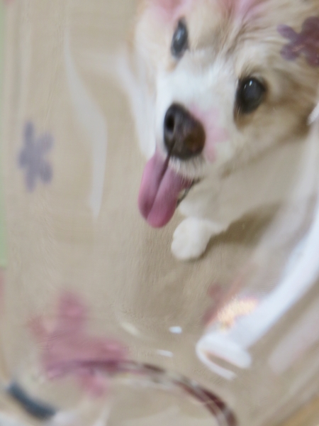 画像 109.ca12.jpg