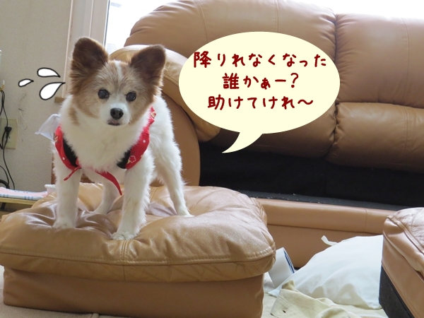画像 110.ca11.jpg