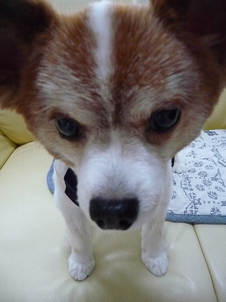画像 110.pana27.jpg