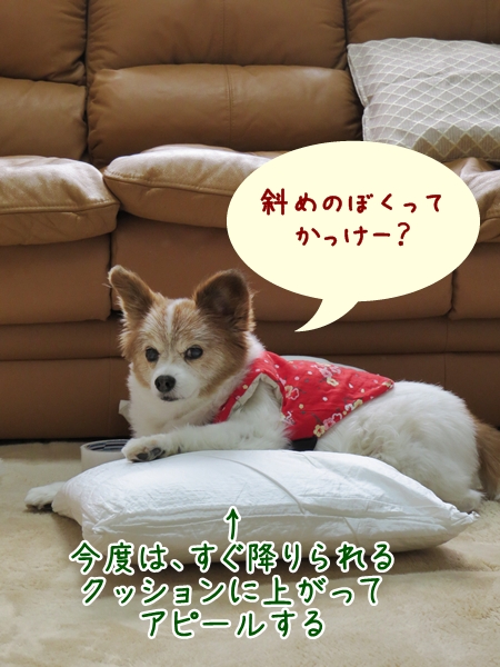 画像 112.ca11.jpg