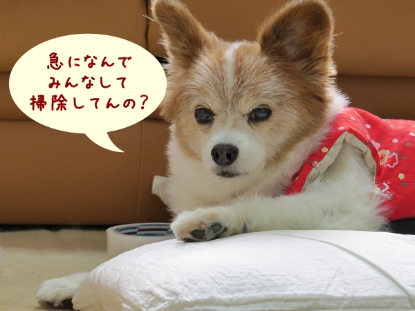 画像 113.ca11.jpg