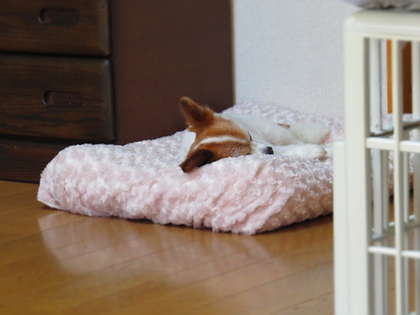 画像 114.ca9.jpg