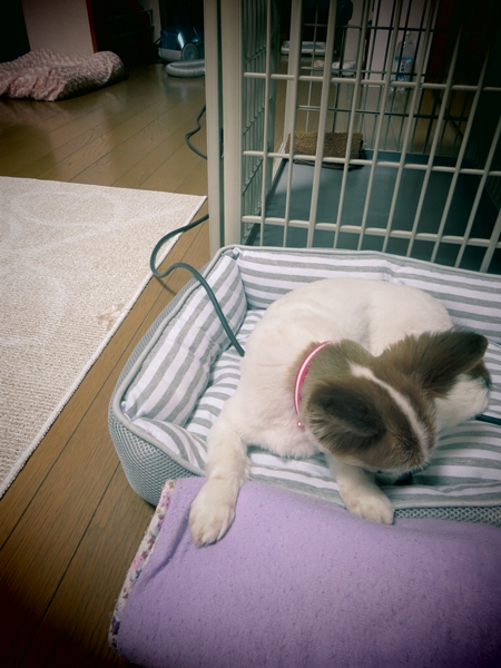画像 117.ca9.jpg