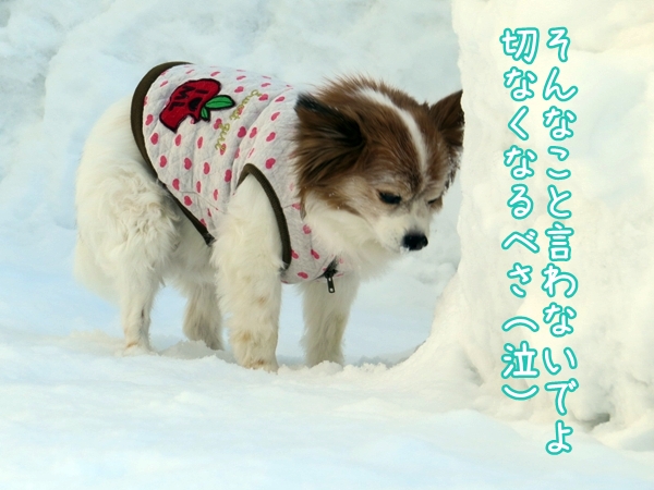 画像 119.ca4.jpg