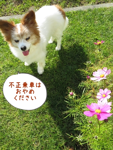 画像 121.ca10.jpg