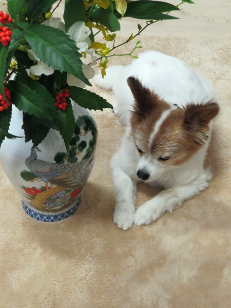 画像 123.ca11.jpg