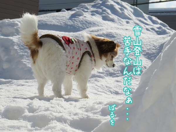 画像 124.ca4.jpg