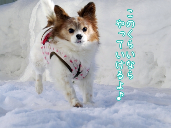 画像 128.ca4.jpg