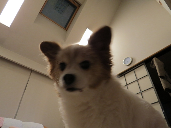 画像 133.ca12.jpg