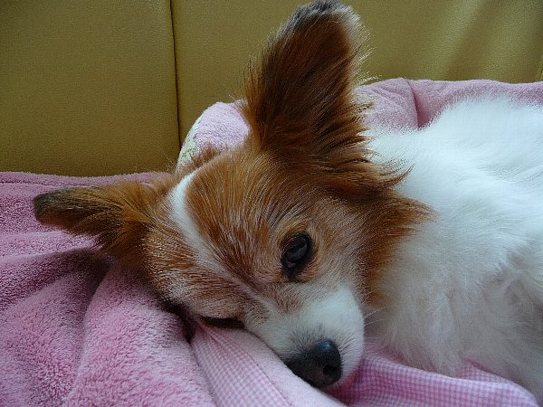 画像 133.pana25.jpg