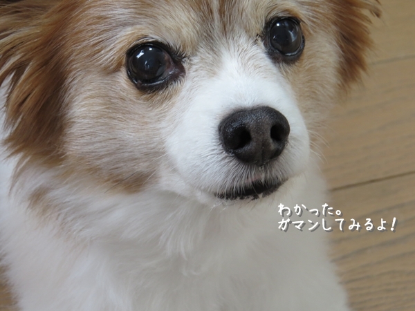 画像 137.ca5.jpg