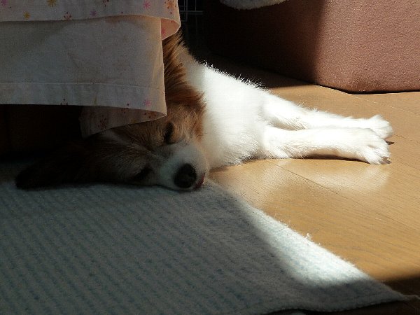 画像 137.pana26.jpg