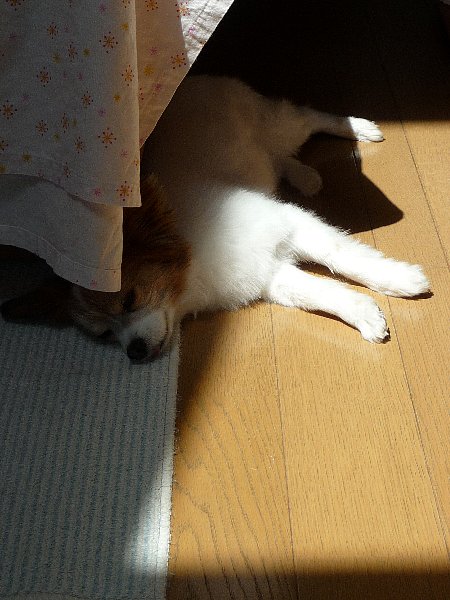 画像 138.pana26.jpg