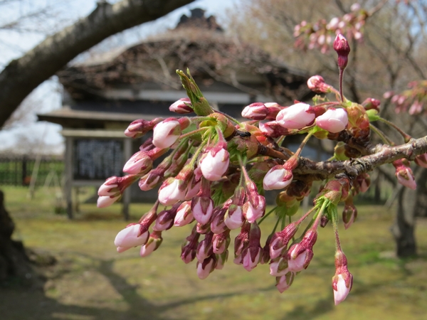画像 138.sakutabi.jpg