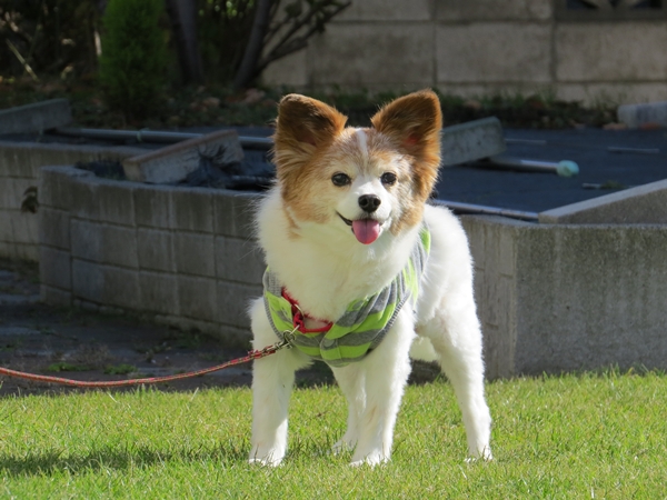 画像 141.ca10.jpg