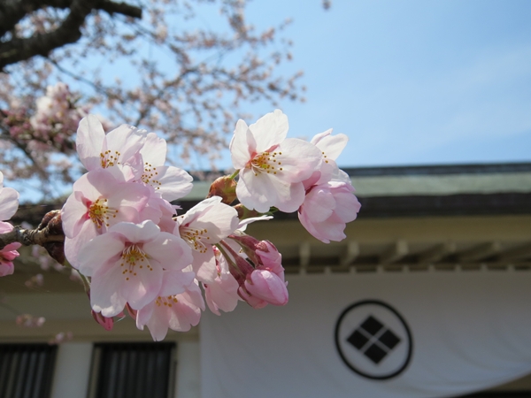 画像 143.sakutabi.jpg