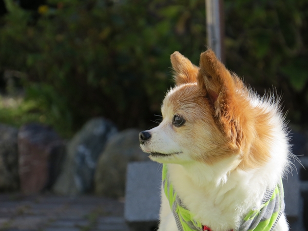 画像 148.ca10.jpg