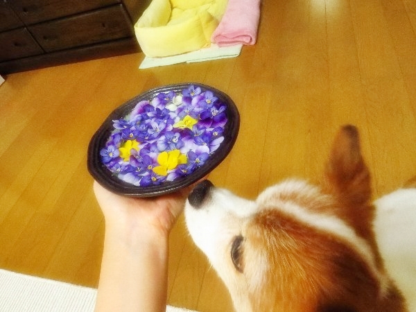 画像 155.JPG.ca2.jpg