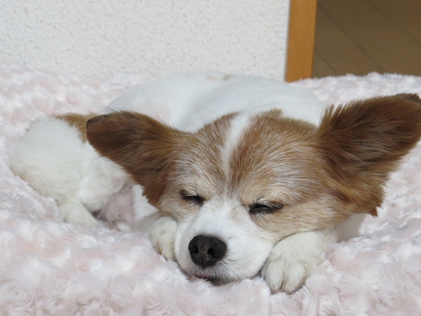 画像 155.ca8.jpg