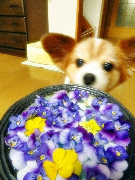 画像 156.JPG.ca2.jpg
