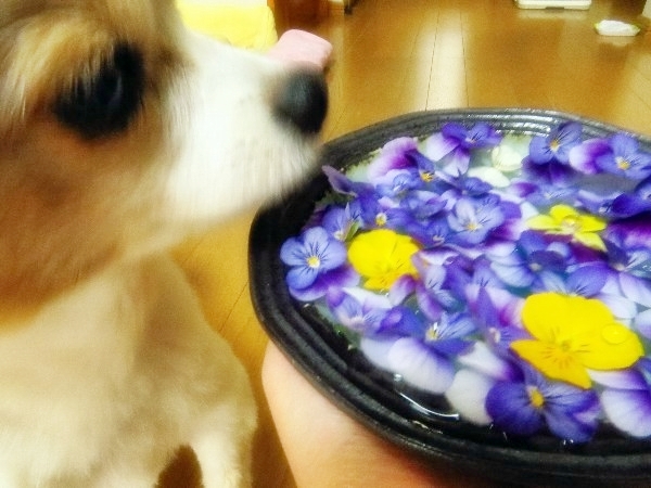 画像 159.JPG.ca2.jpg