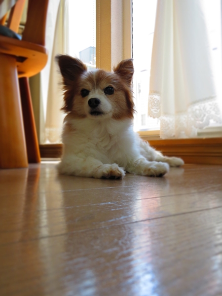 画像 170.ca5.jpg