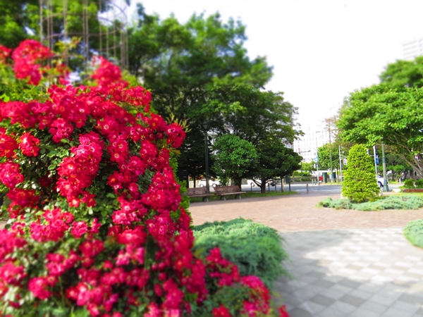 画像 185.ca5.jpg