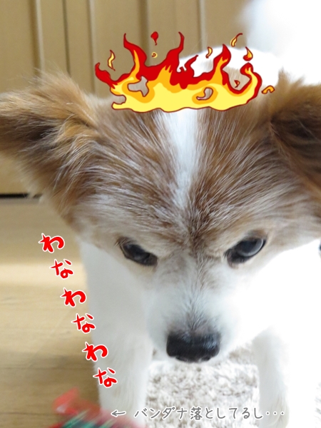 画像 185.ca6.jpg