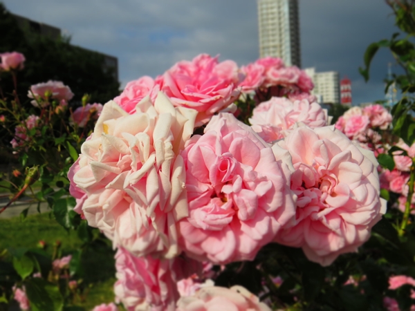 画像 188.ca5.jpg