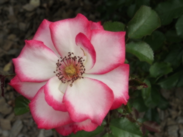 画像 195.ca5.jpg