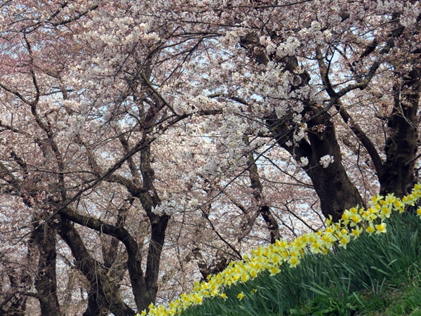 画像 200.sakutabi.jpg
