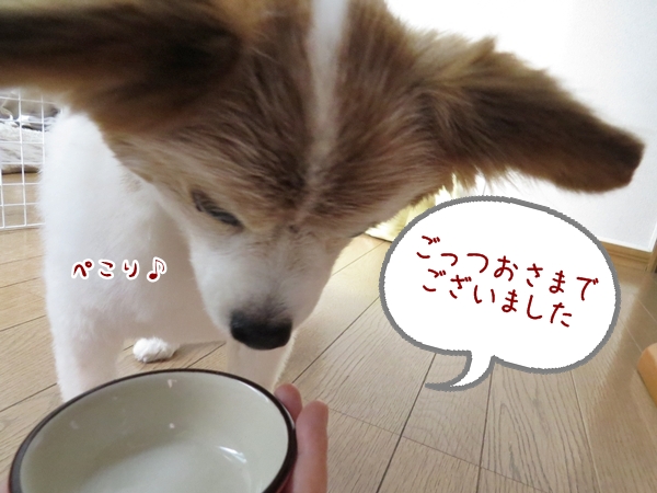 画像 204.ca6.jpg