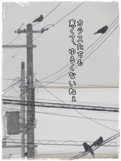 画像 219.ca4.jpg