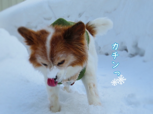 画像 222.ca4.jpg