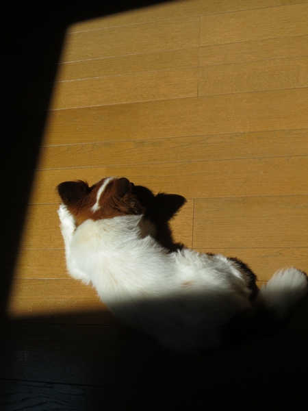 画像 229.ca5.jpg